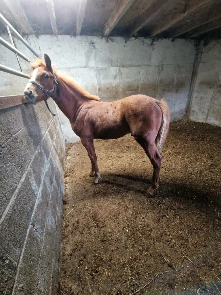 Foal - Image 1
