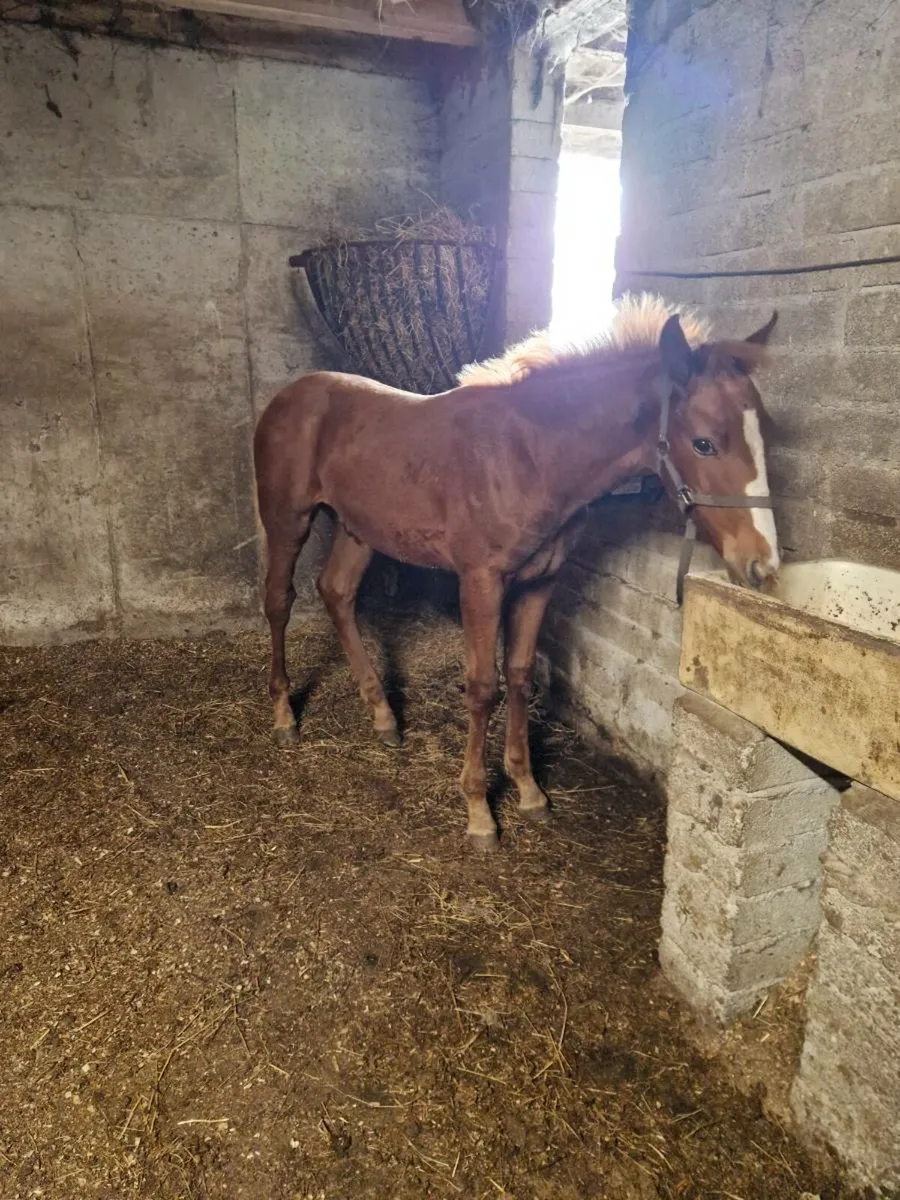 Foal - Image 3