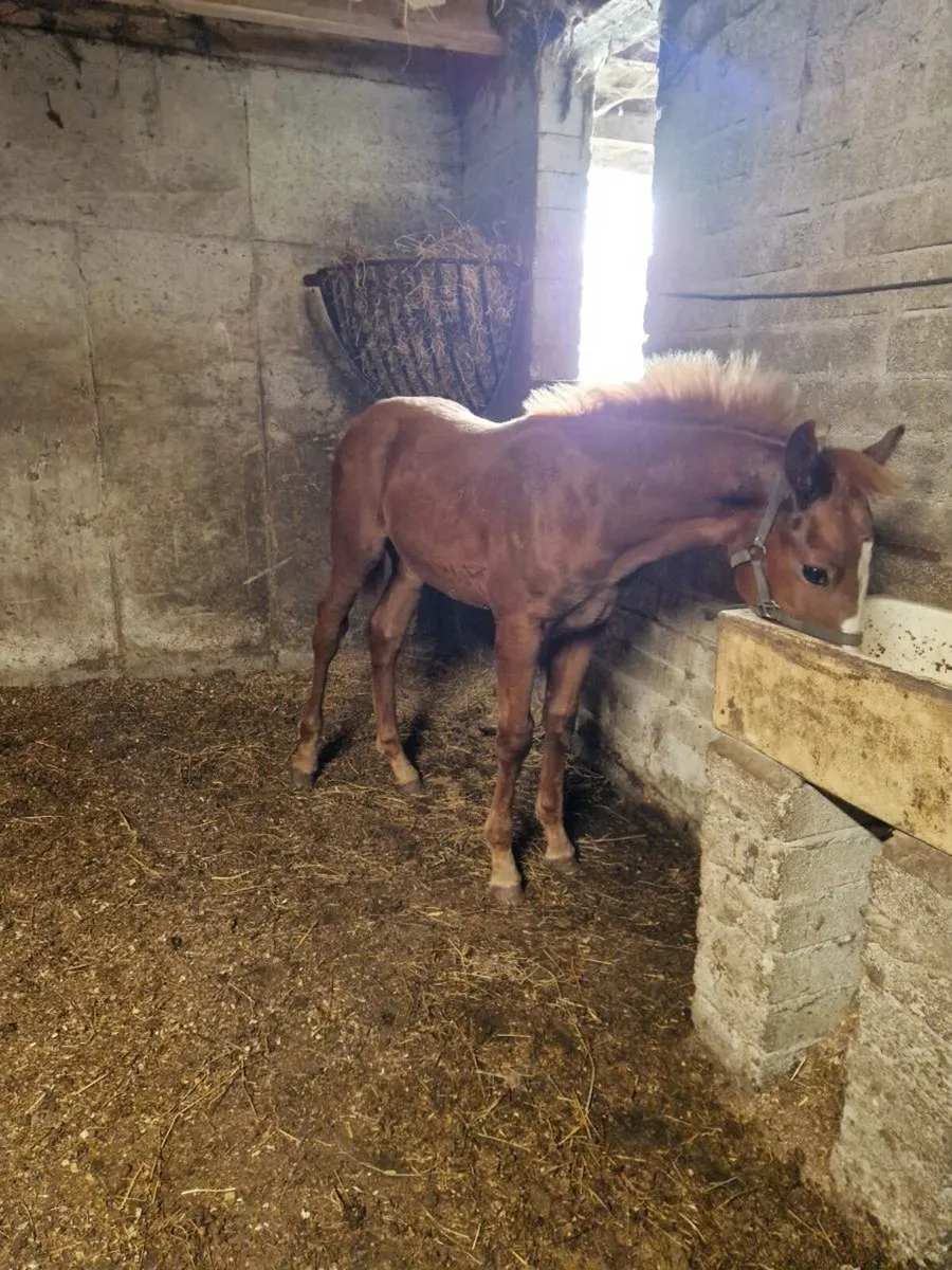 Foal - Image 4