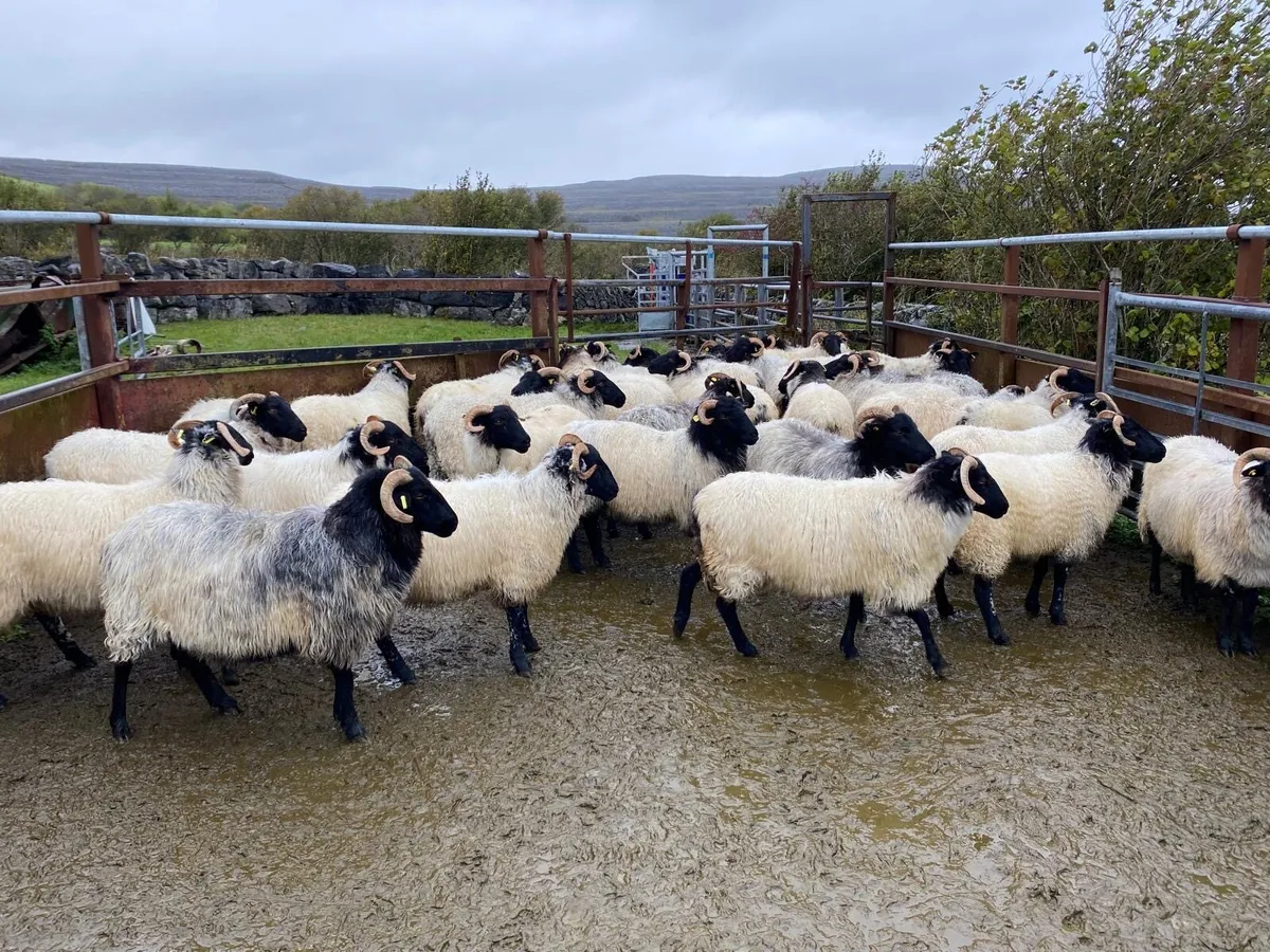 Sheep - Image 1