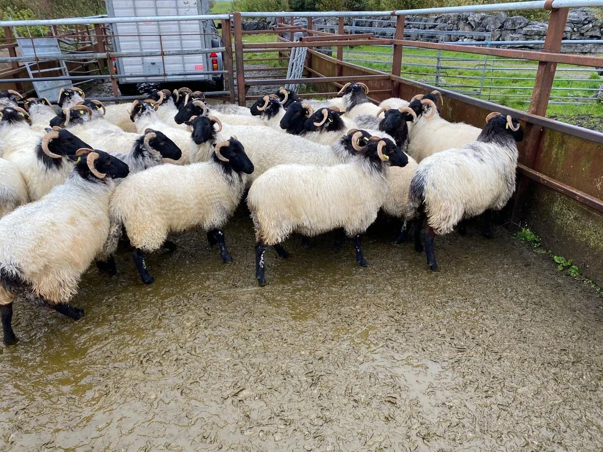 Sheep - Image 2