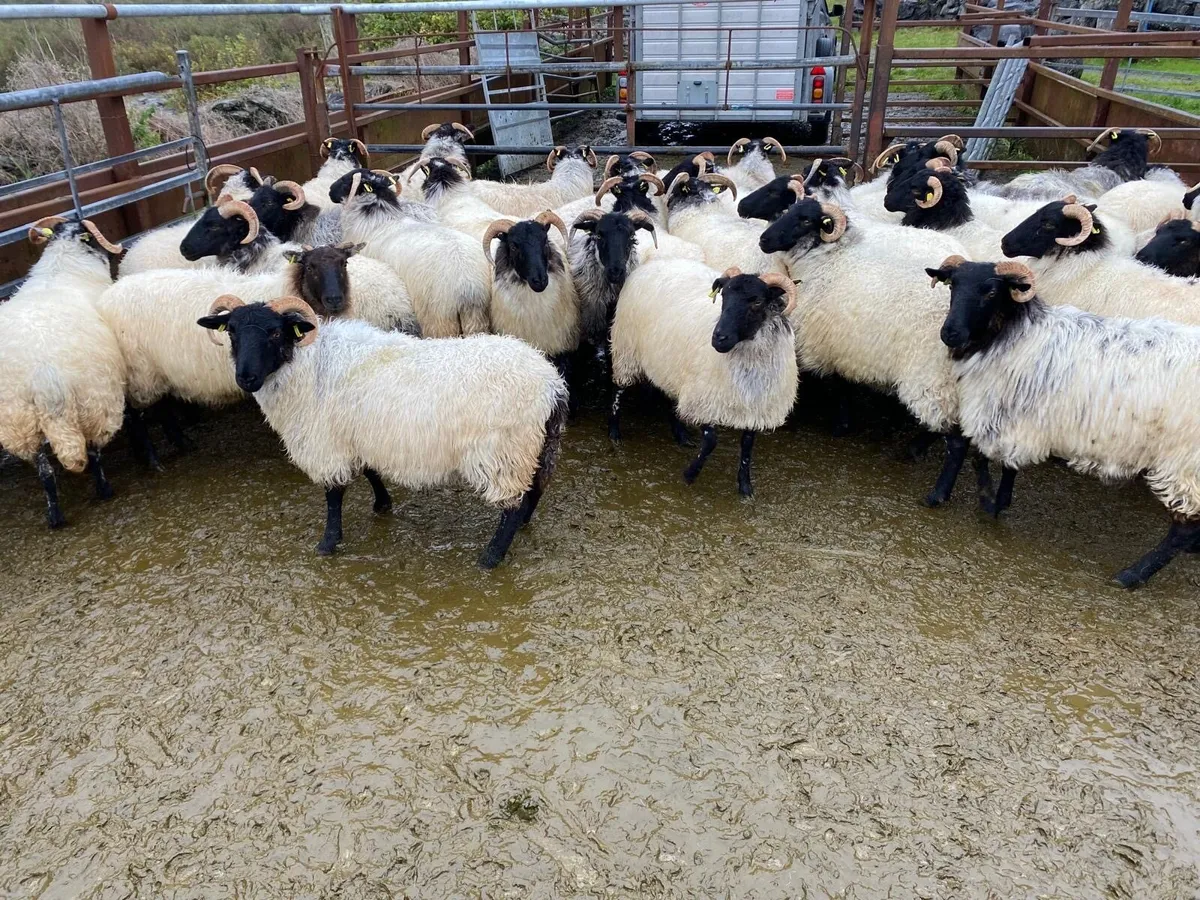 Sheep - Image 3