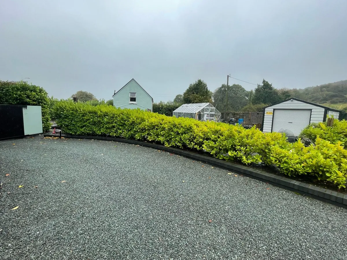 Mature Laurel hedges ! Free to take ! - Image 2