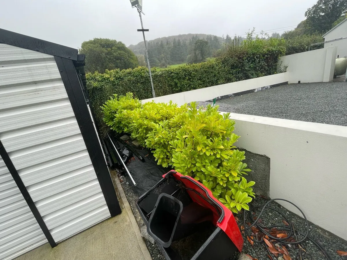 Mature Laurel hedges ! Free to take ! - Image 3