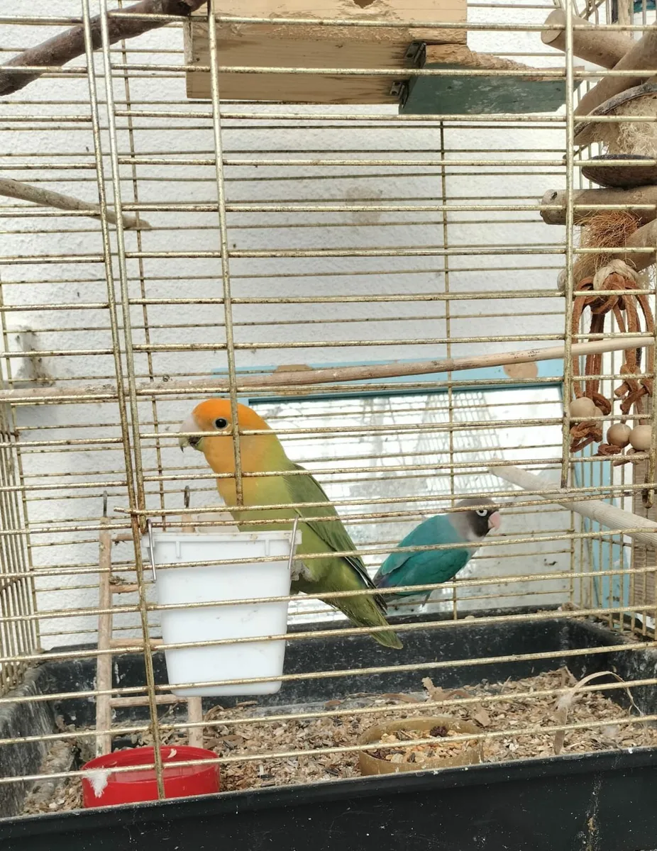 Lovebirds male and female - Image 1
