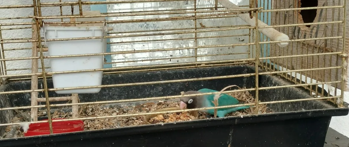Lovebirds male and female - Image 2