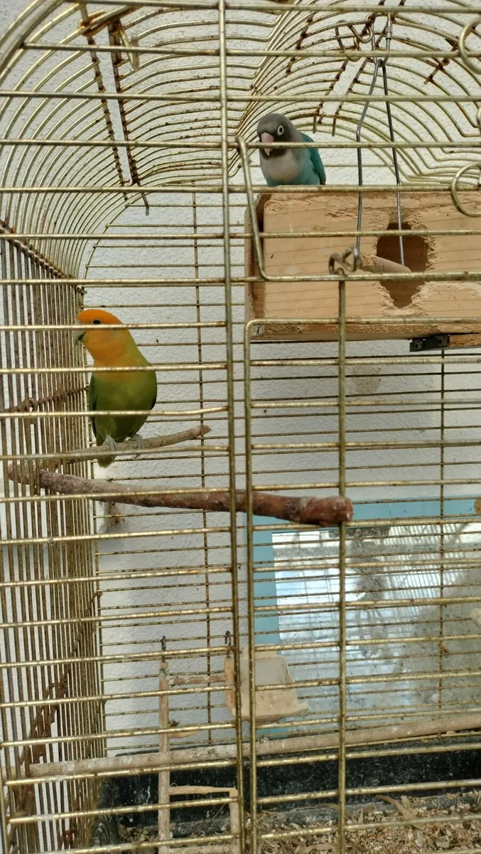 Lovebirds male and female - Image 3