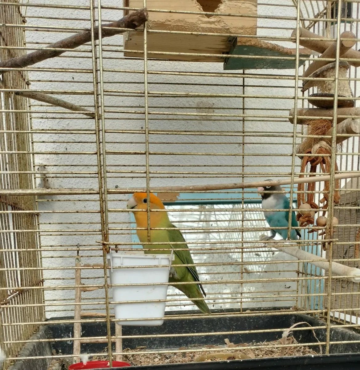 Lovebirds male and female - Image 4