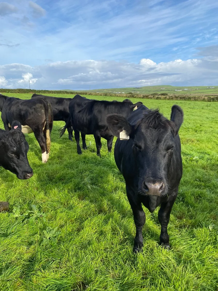 Livestock - Image 2