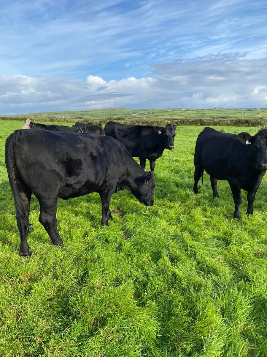 Livestock - Image 3