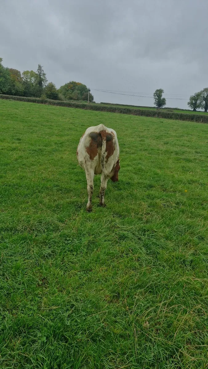 Incalf heifer - Image 1