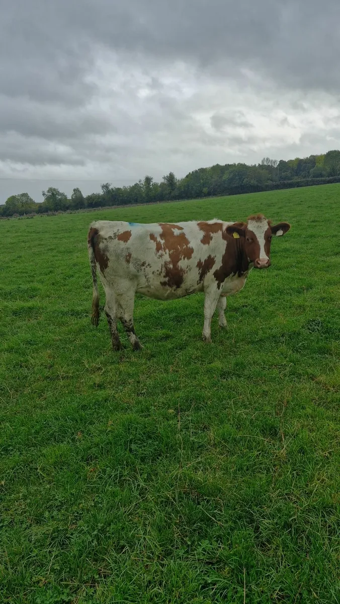 Incalf heifer - Image 2