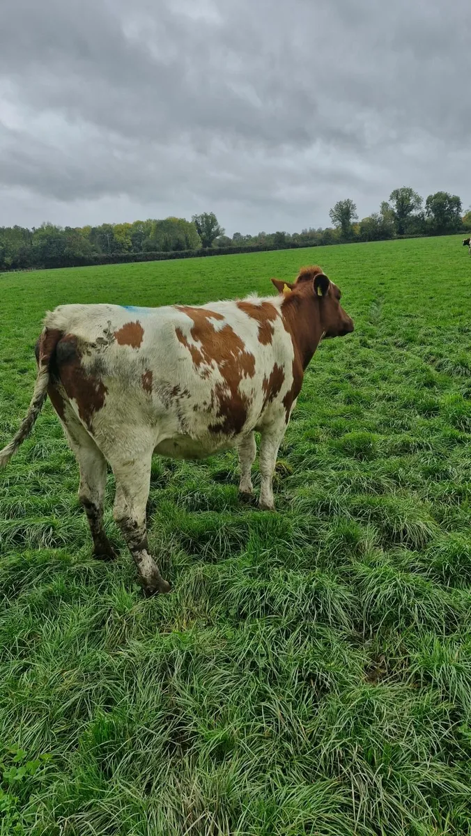 Incalf heifer - Image 3