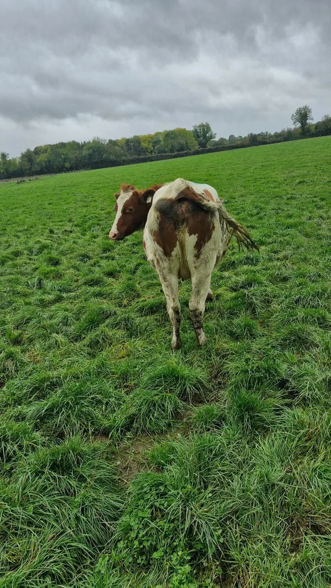 Incalf heifer - Image 4