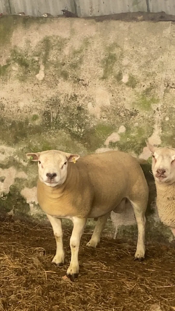 🔥 SIS Texel hogget ram  🔥 - Image 2