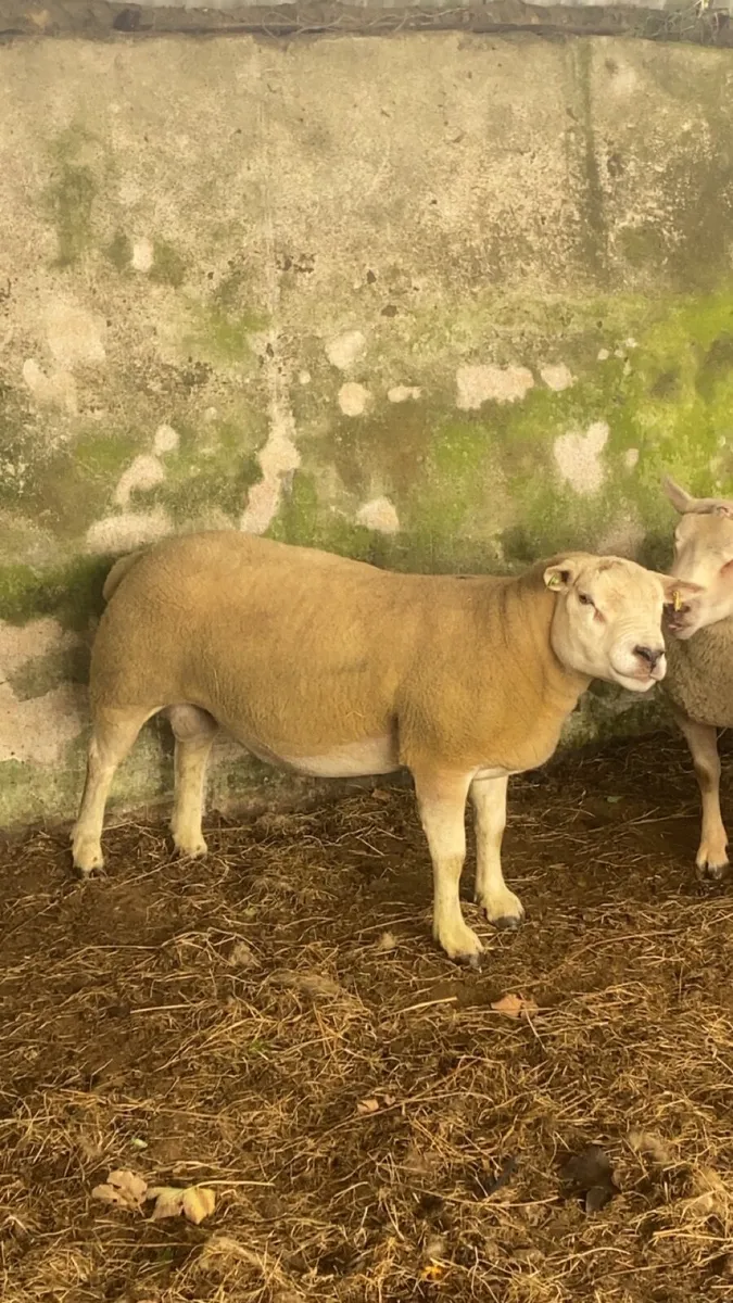 🔥 SIS Texel hogget ram  🔥 - Image 1