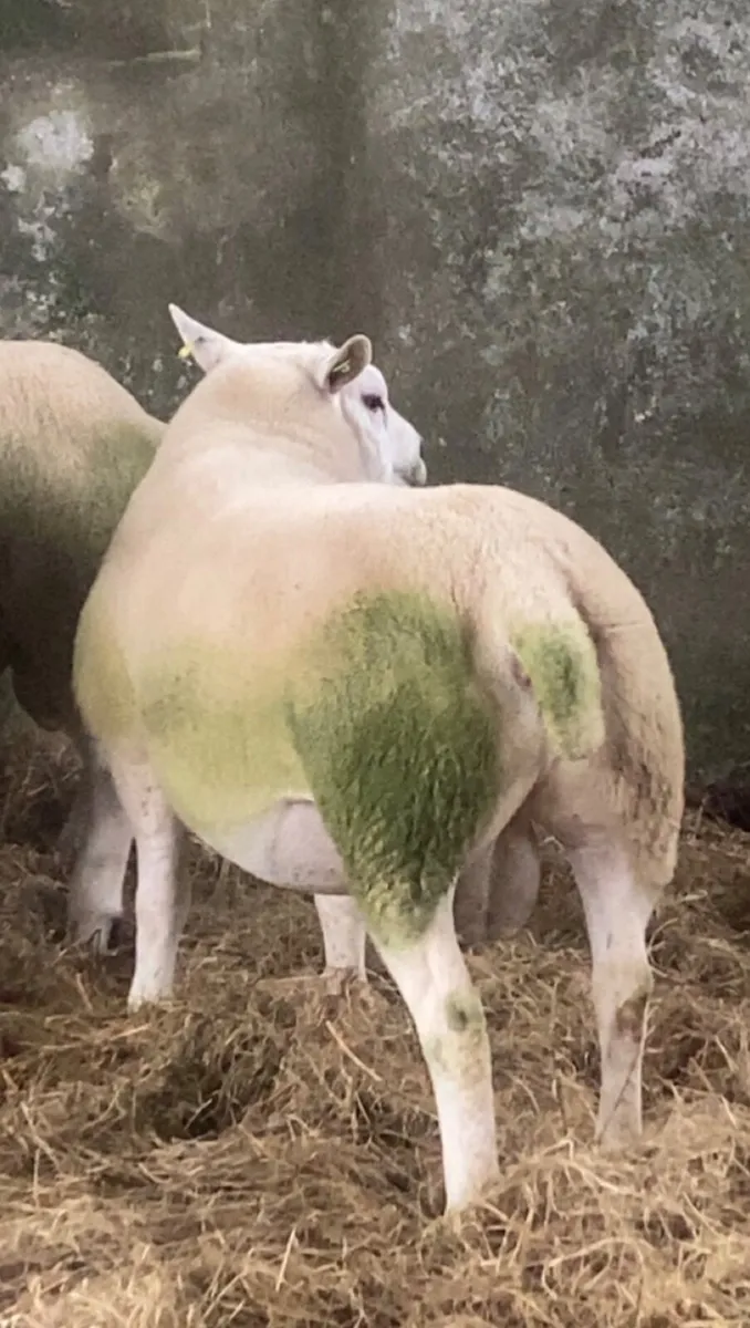 🔥 SIS Texel hogget ram  🔥 - Image 3