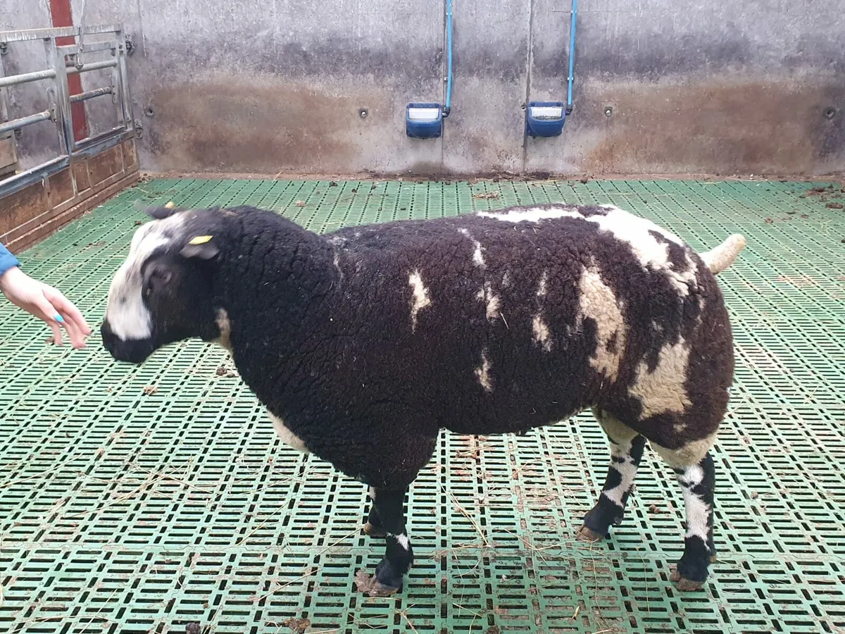 Pedigree Spotted Dutch Sherling Ram - Image 2