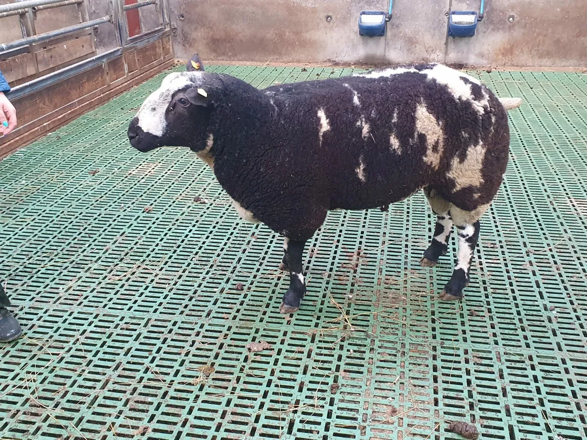 Pedigree Spotted Dutch Sherling Ram - Image 3