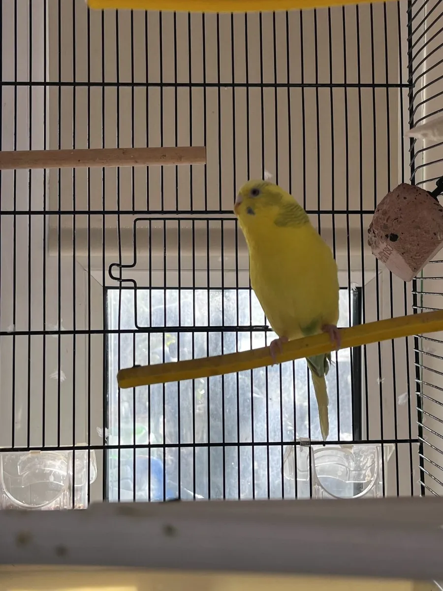 FREE Yellow Female Budgie and €150 Cage for Sale - Image 1
