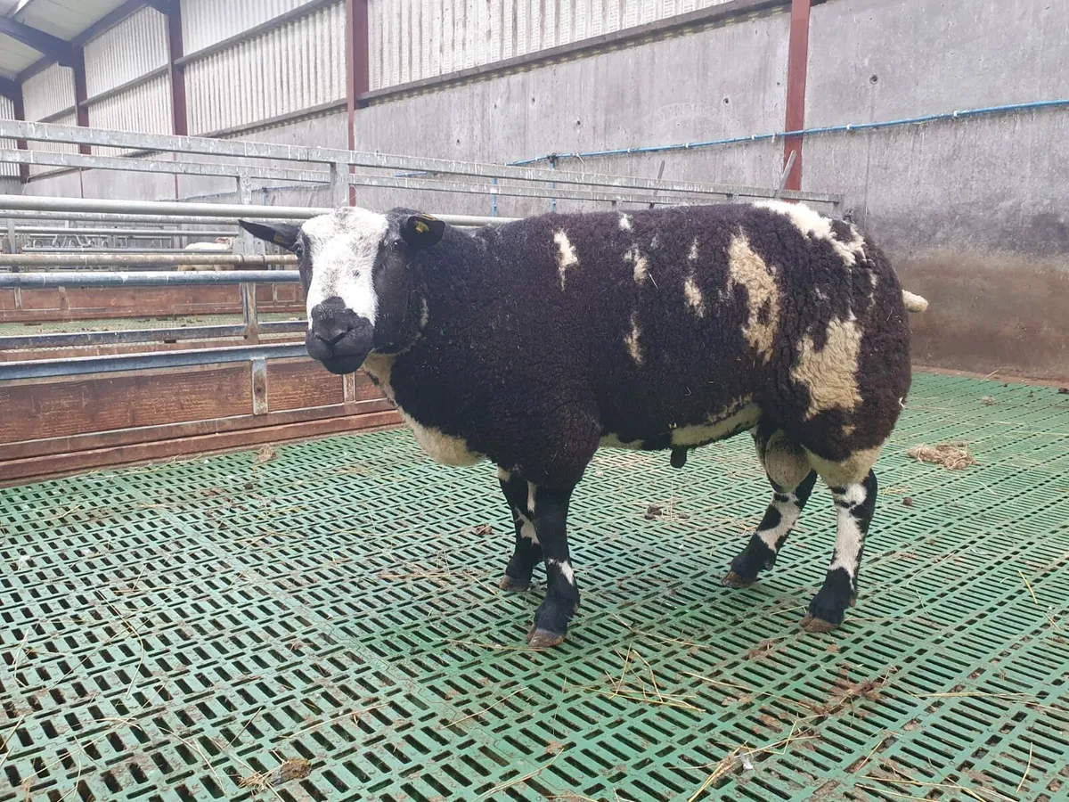 Pedigree Spotted Dutch Sherling Ram - Image 1