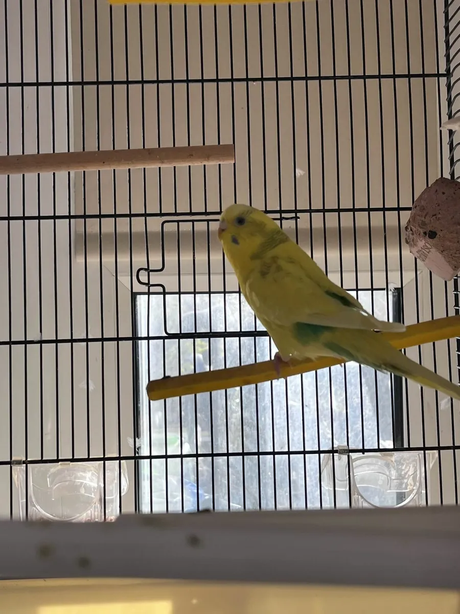 FREE Yellow Female Budgie and €150 Cage for Sale - Image 2