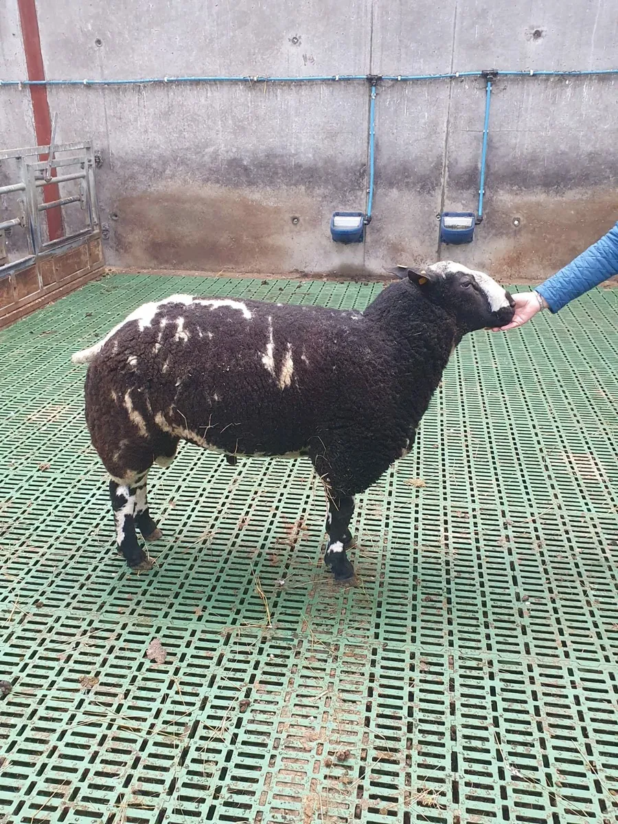 Pedigree Spotted Dutch Sherling Ram - Image 4