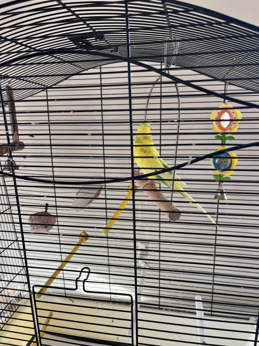FREE Yellow Female Budgie and €150 Cage for Sale - Image 3
