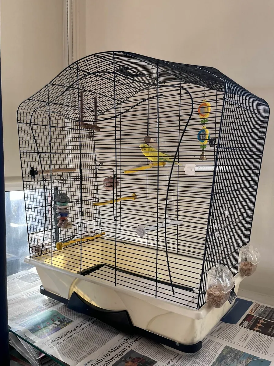 FREE Yellow Female Budgie and €150 Cage for Sale - Image 4