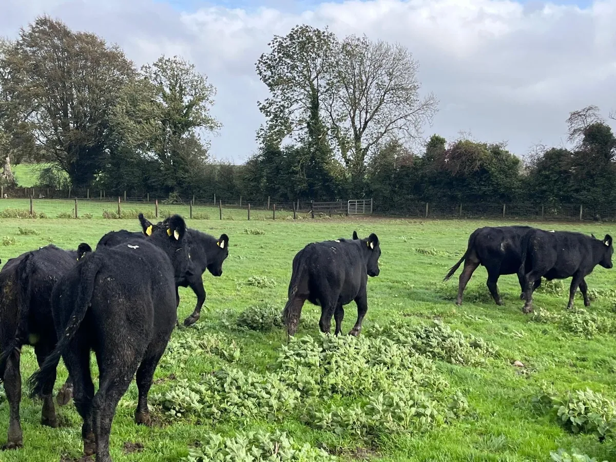 7 super Angus store bullocks - Image 1