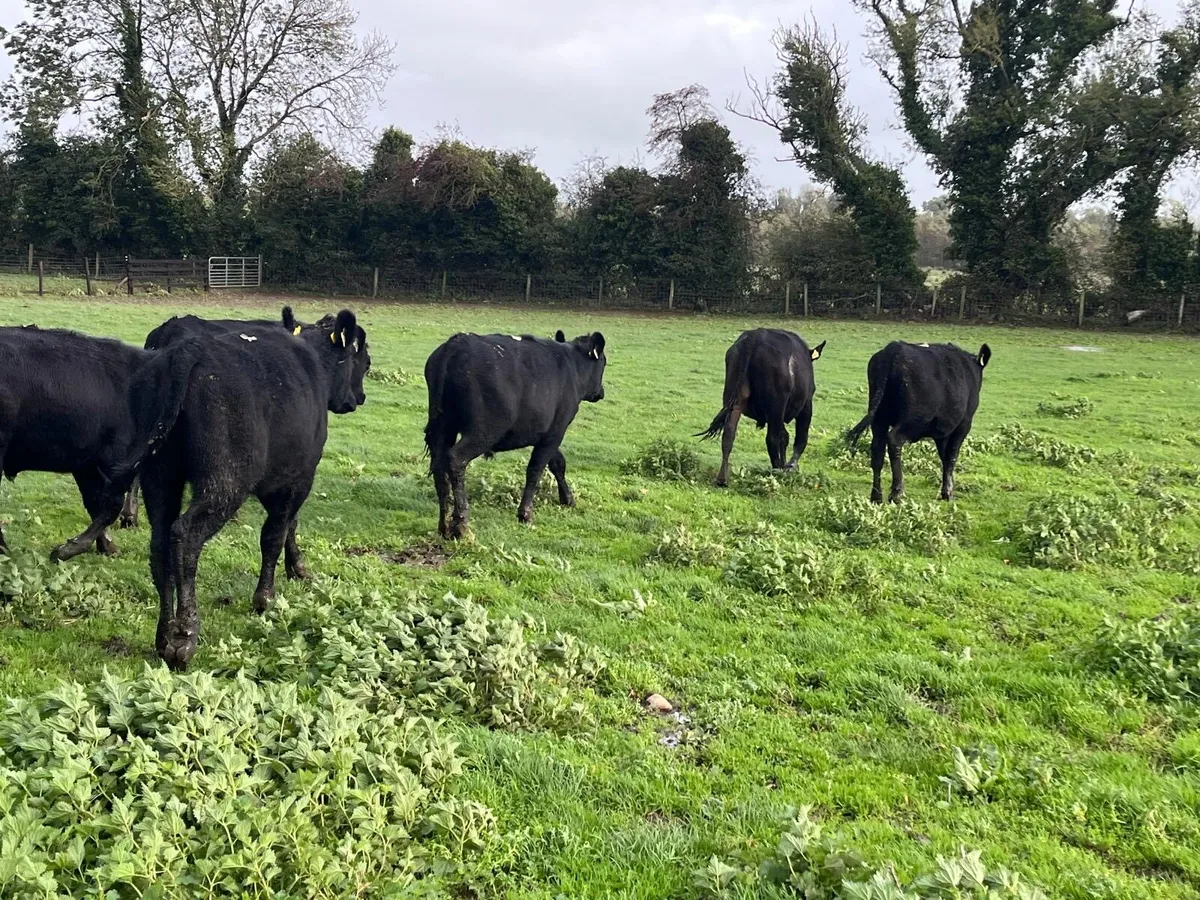 7 super Angus store bullocks - Image 2