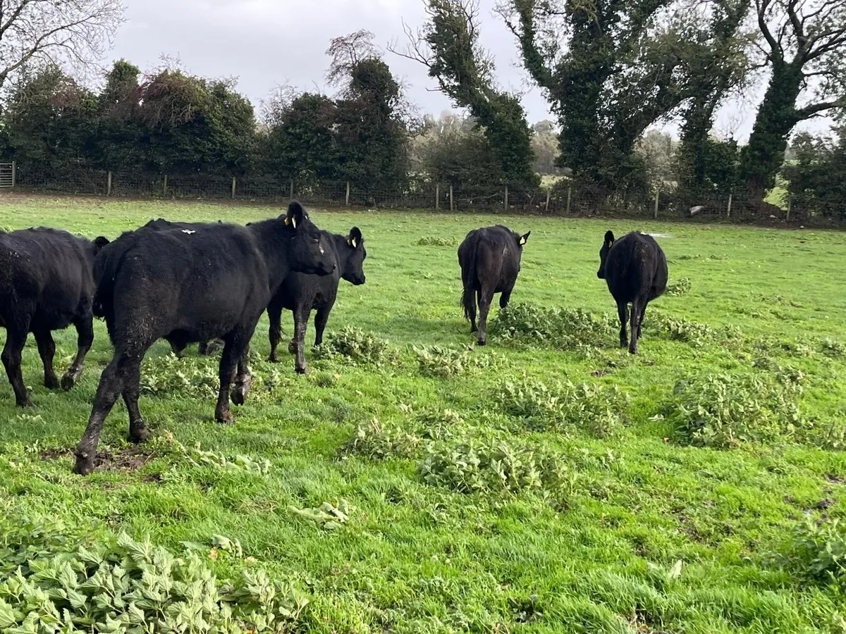 7 super Angus store bullocks - Image 3