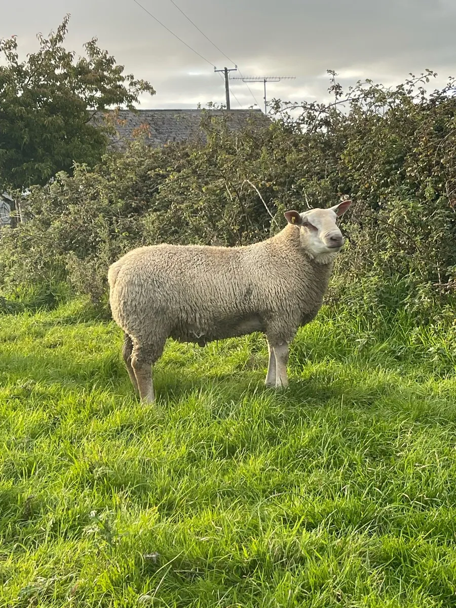 Charollais Ram lambs for ATHENRY 6th of October - Image 1