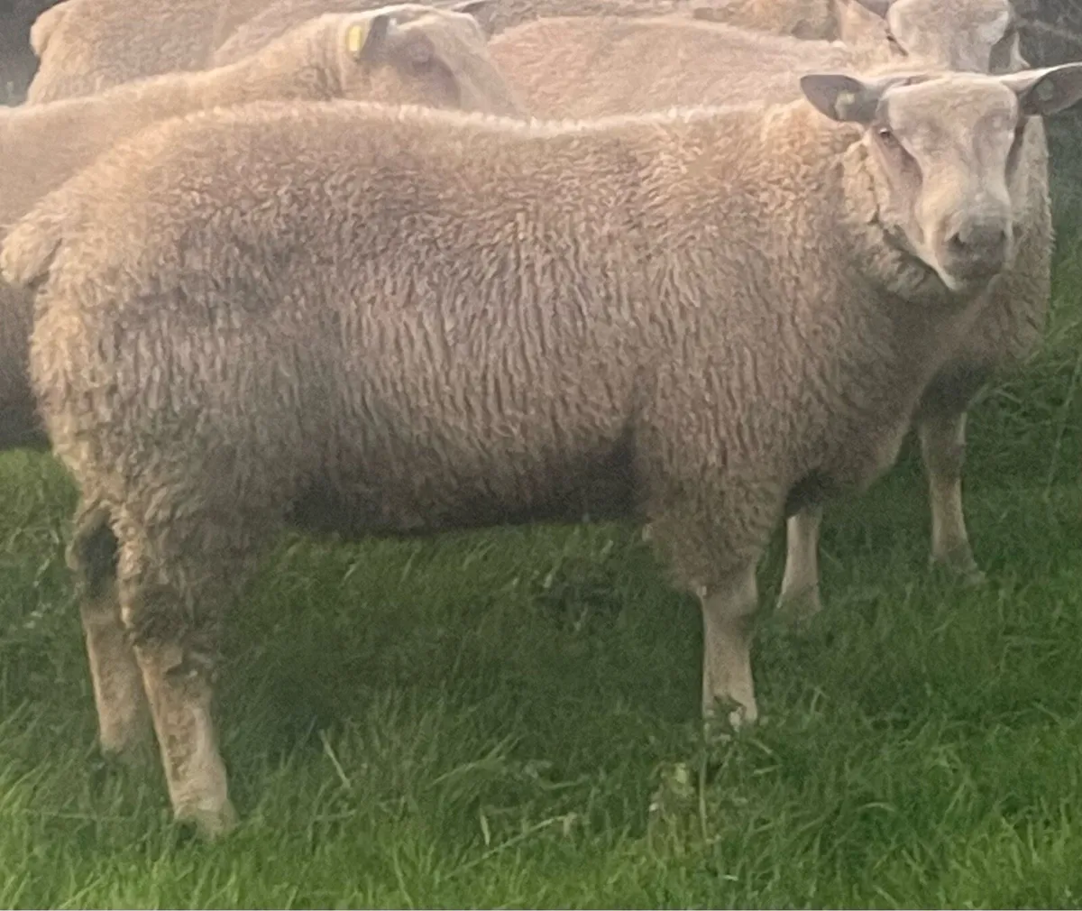 Charollais Ram lambs for ATHENRY 6th of October - Image 2