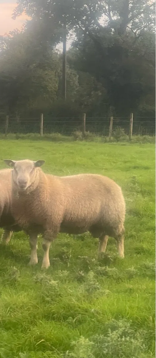 Charollais Ram lambs for ATHENRY 6th of October - Image 3