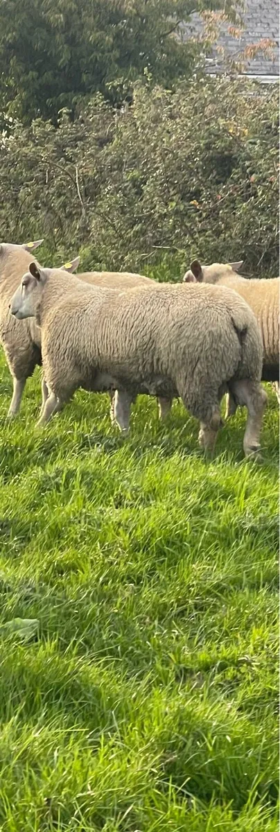 Charollais Ram lambs for ATHENRY 6th of October - Image 4