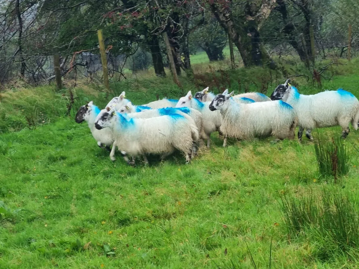 Ewe Lambs - Image 3