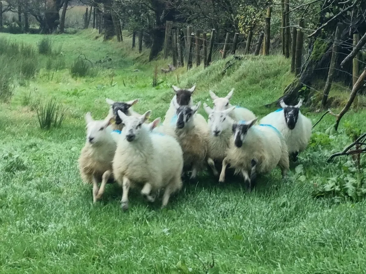Ewe Lambs - Image 4