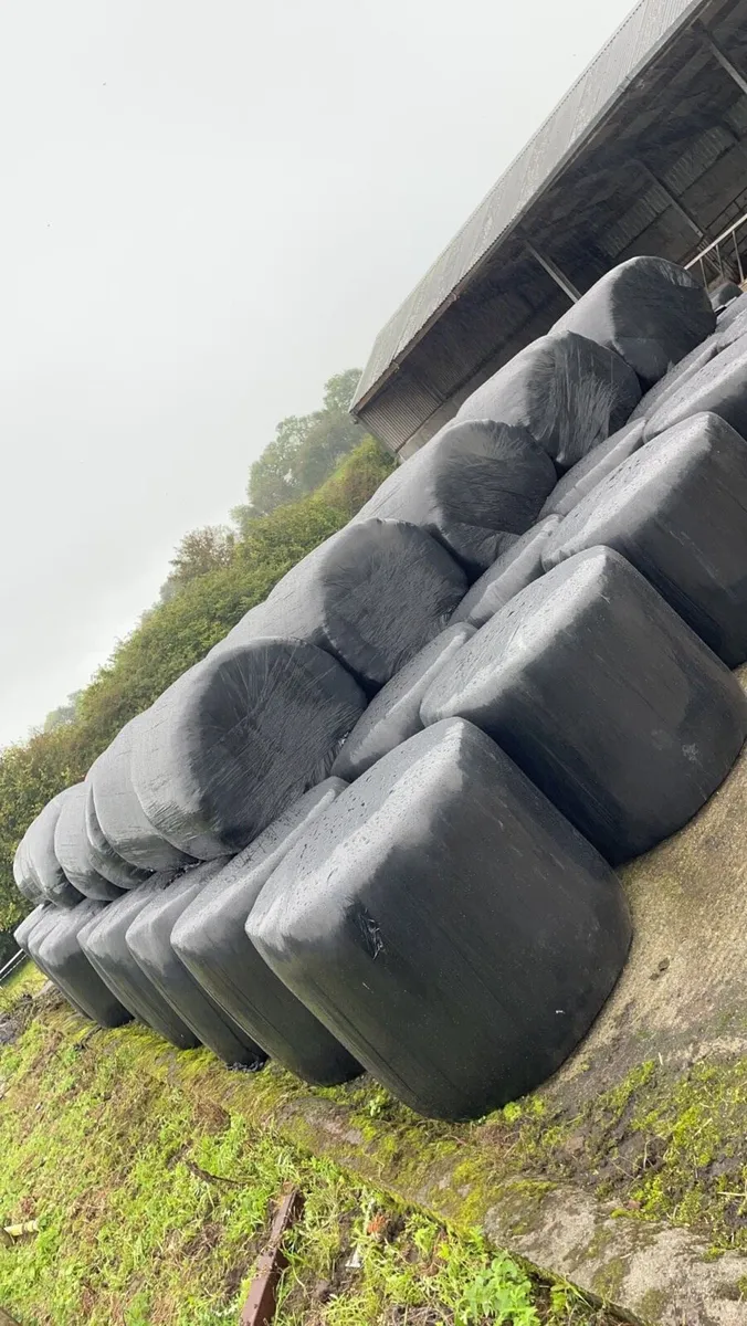Silage - Image 2