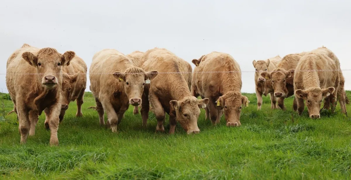 Saler Heifers - CHX cross - Image 4