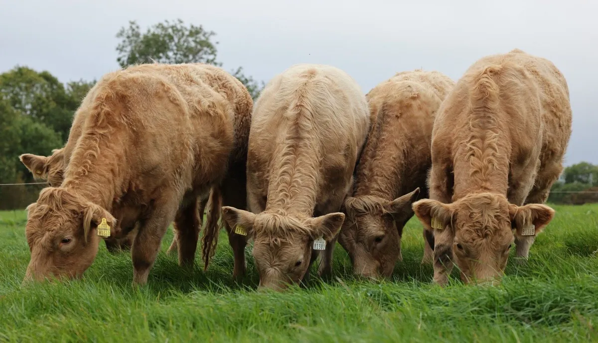 Saler Heifers - CHX cross - Image 3