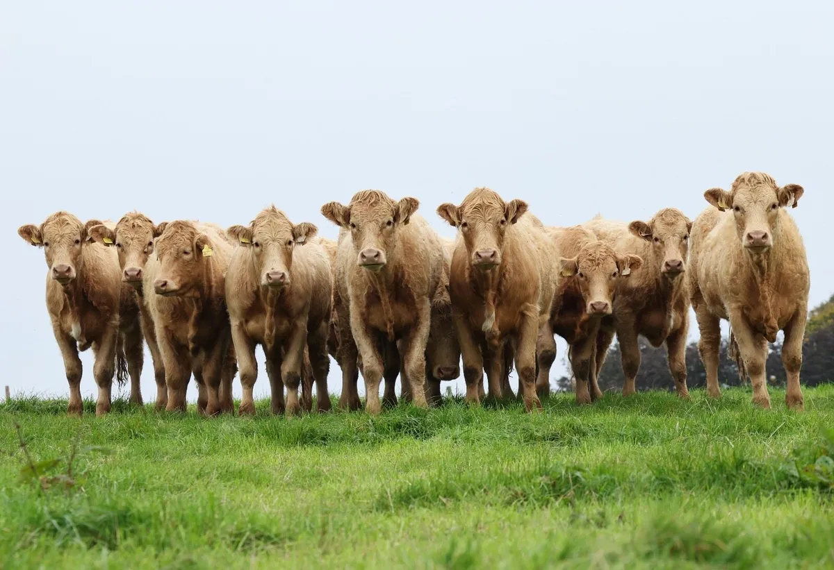 Saler Heifers - CHX cross - Image 2