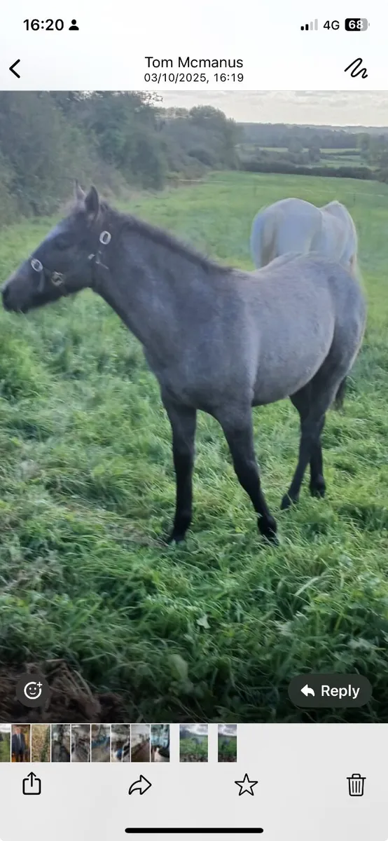 Connemara Foal - Image 1