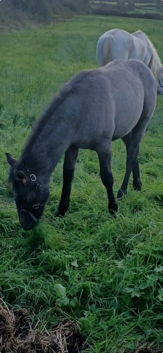 Connemara Foal - Image 2