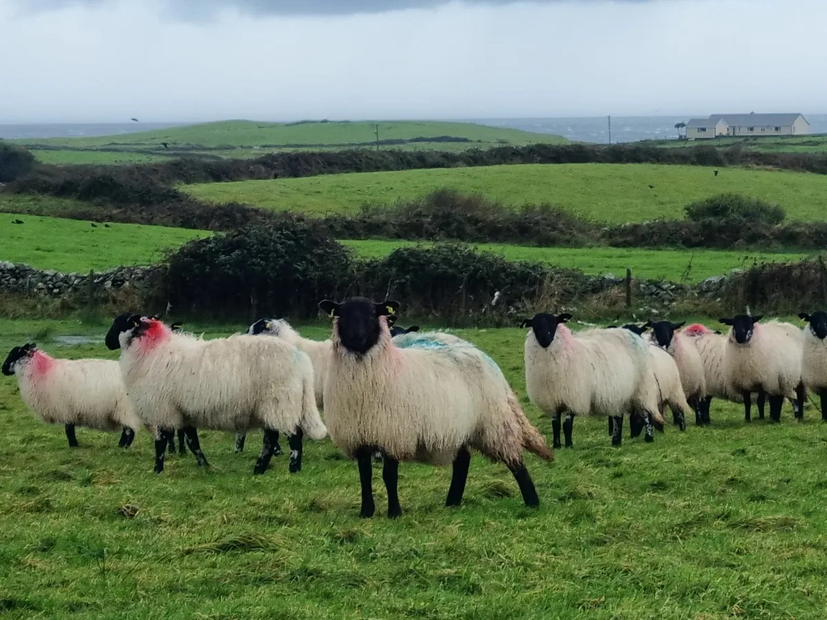 Ewe Lambs - Image 1