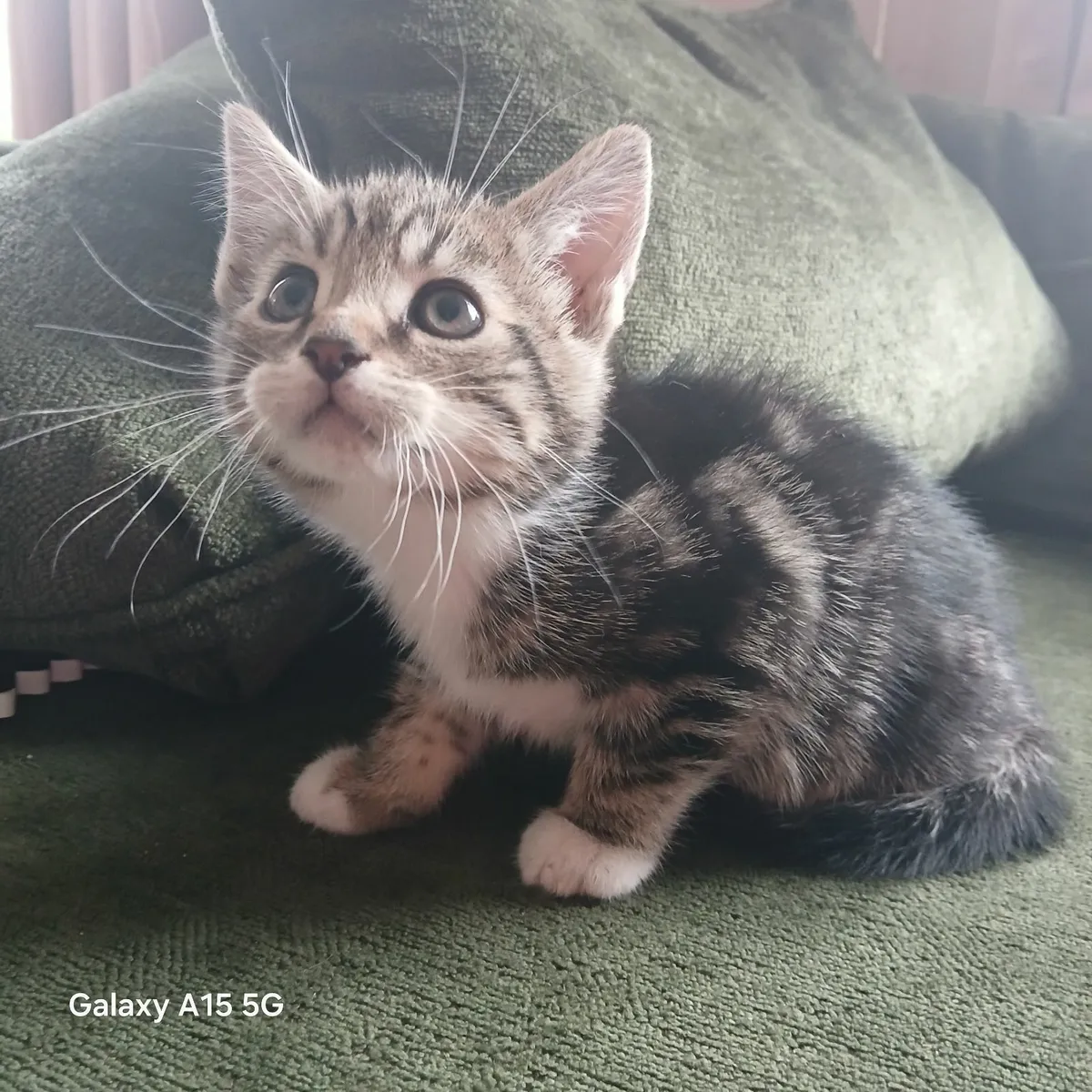 Kittens - Image 1