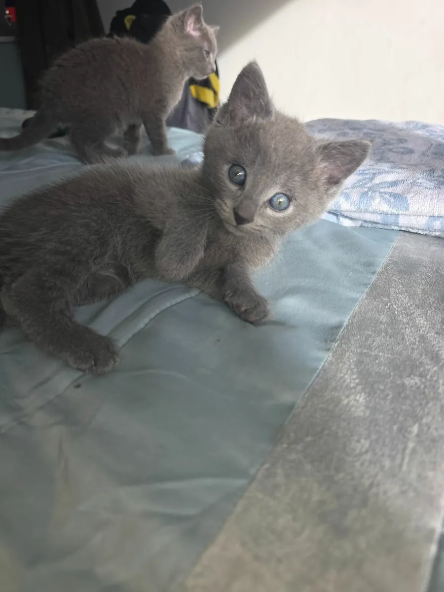 kittens - Image 1