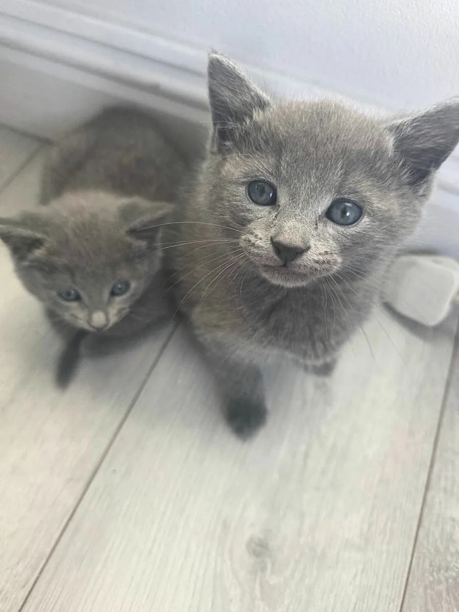 kittens - Image 2