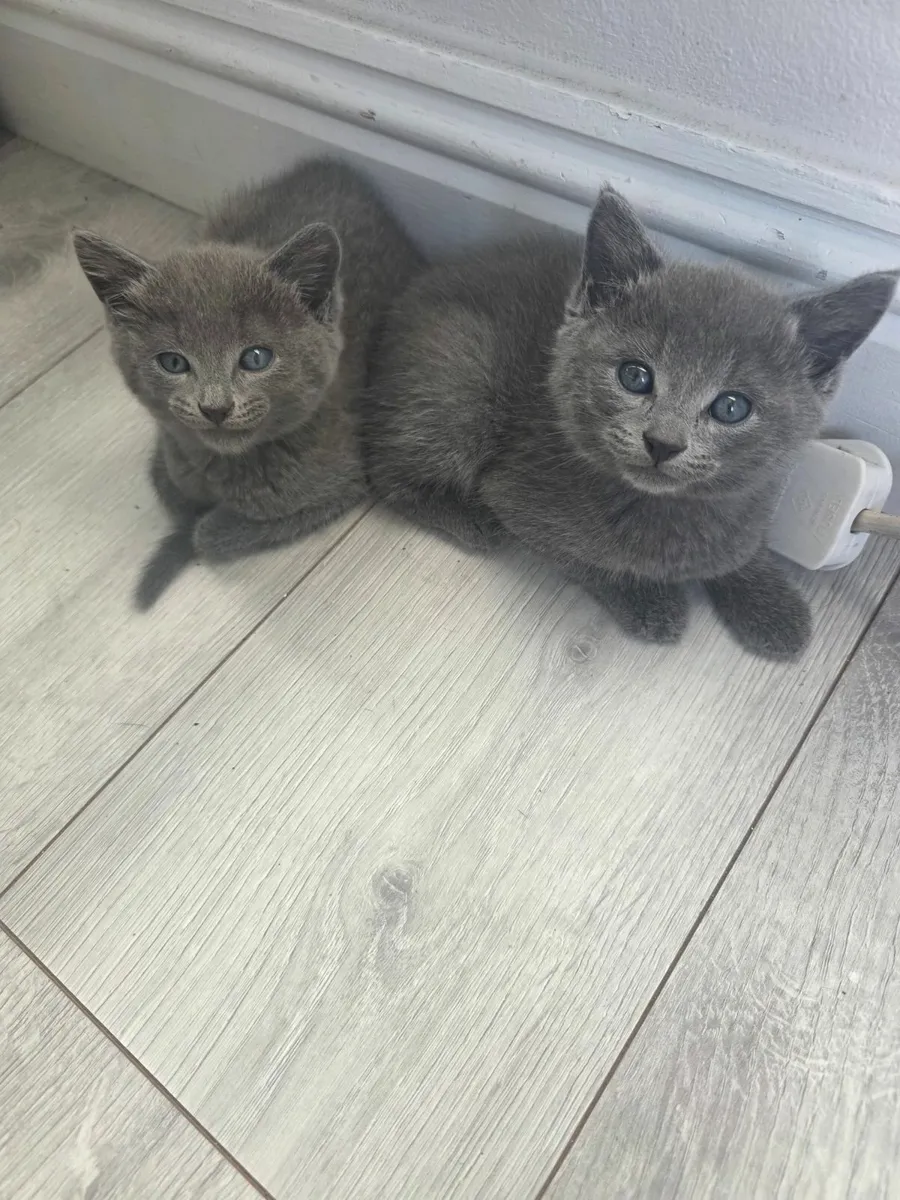 kittens - Image 3