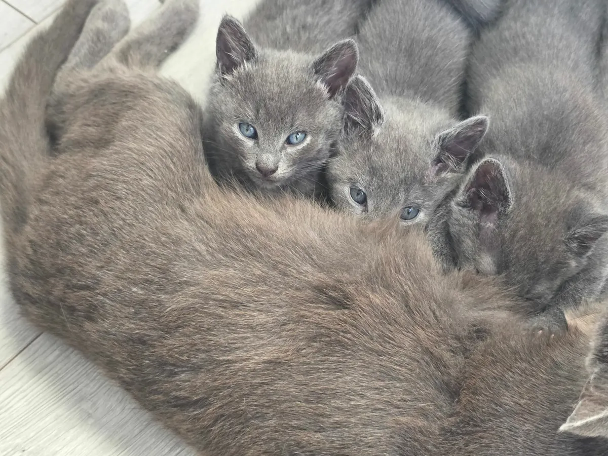 kittens - Image 4